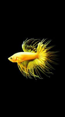 Detail Betta Fish Wallpaper Nomer 45