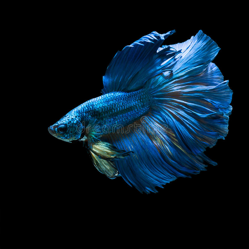 Detail Betta Fish Wallpaper Nomer 48