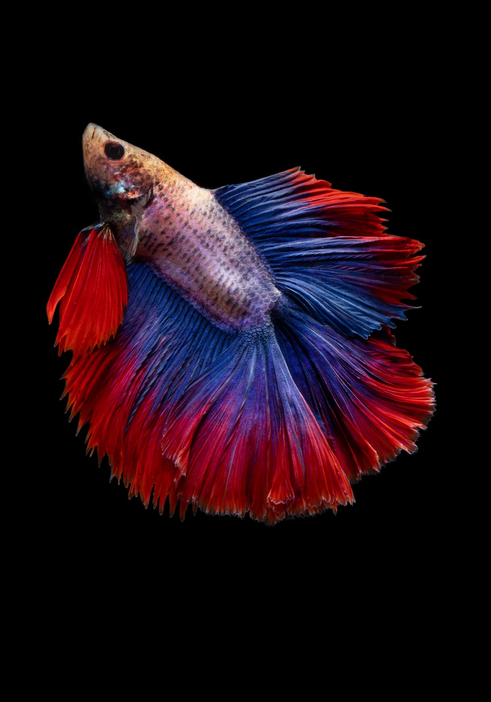 Detail Betta Fish Wallpaper Hd Nomer 15