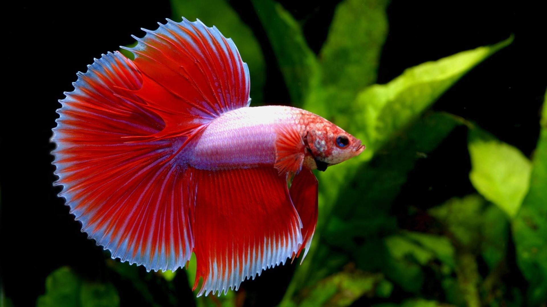 Detail Betta Fish Wallpaper Hd Nomer 25