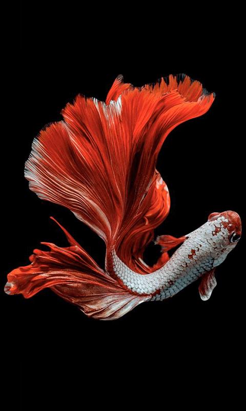 Detail Betta Fish Wallpaper Hd Nomer 28