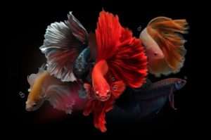 Detail Betta Fish Wallpaper Hd Nomer 31