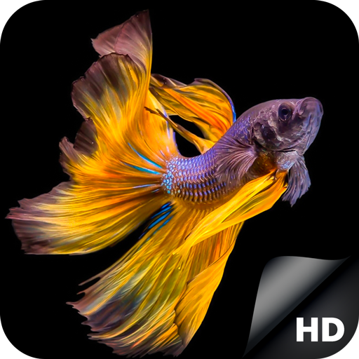 Detail Betta Fish Wallpaper Hd Nomer 33