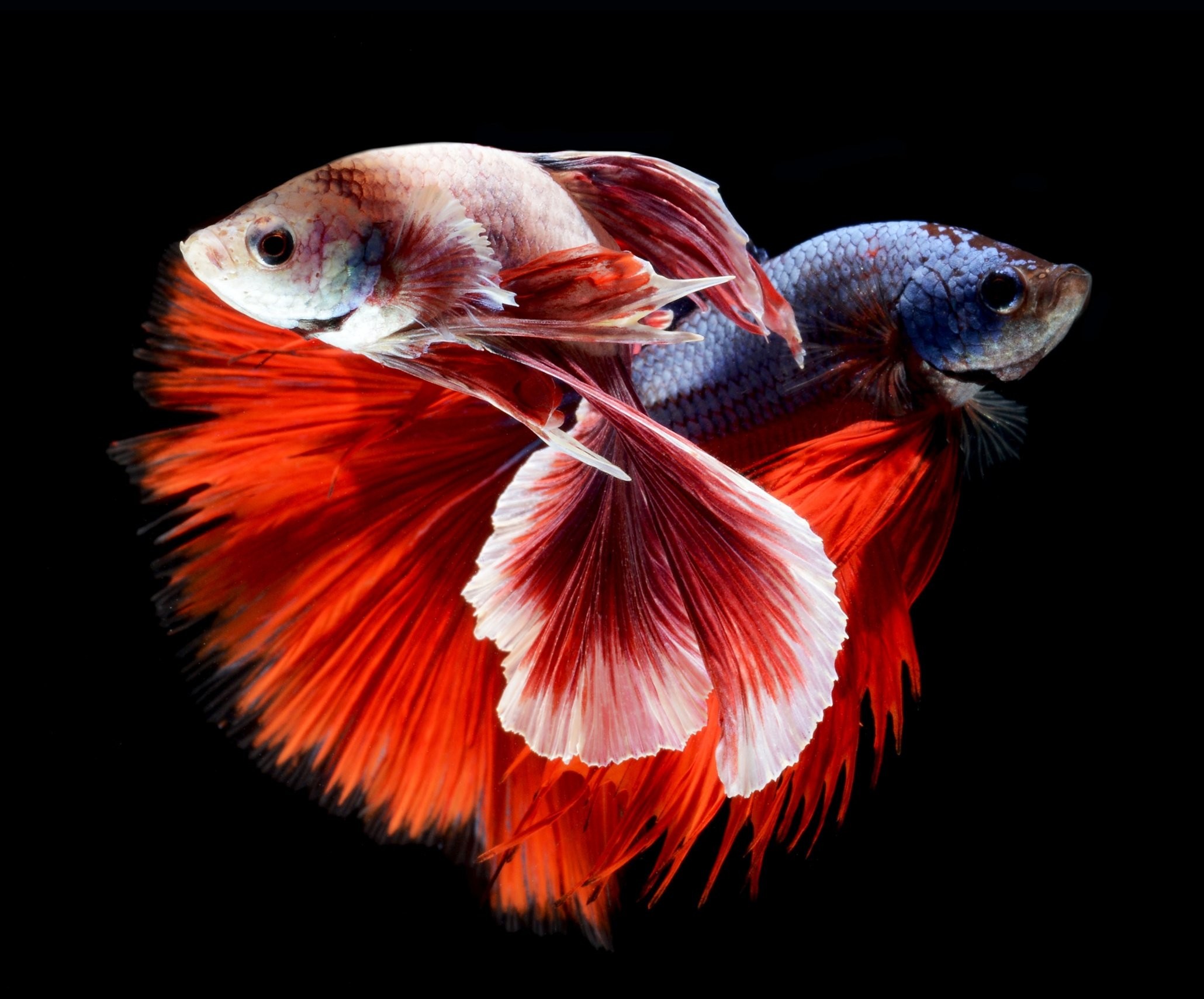 Detail Betta Fish Wallpaper Hd Nomer 36