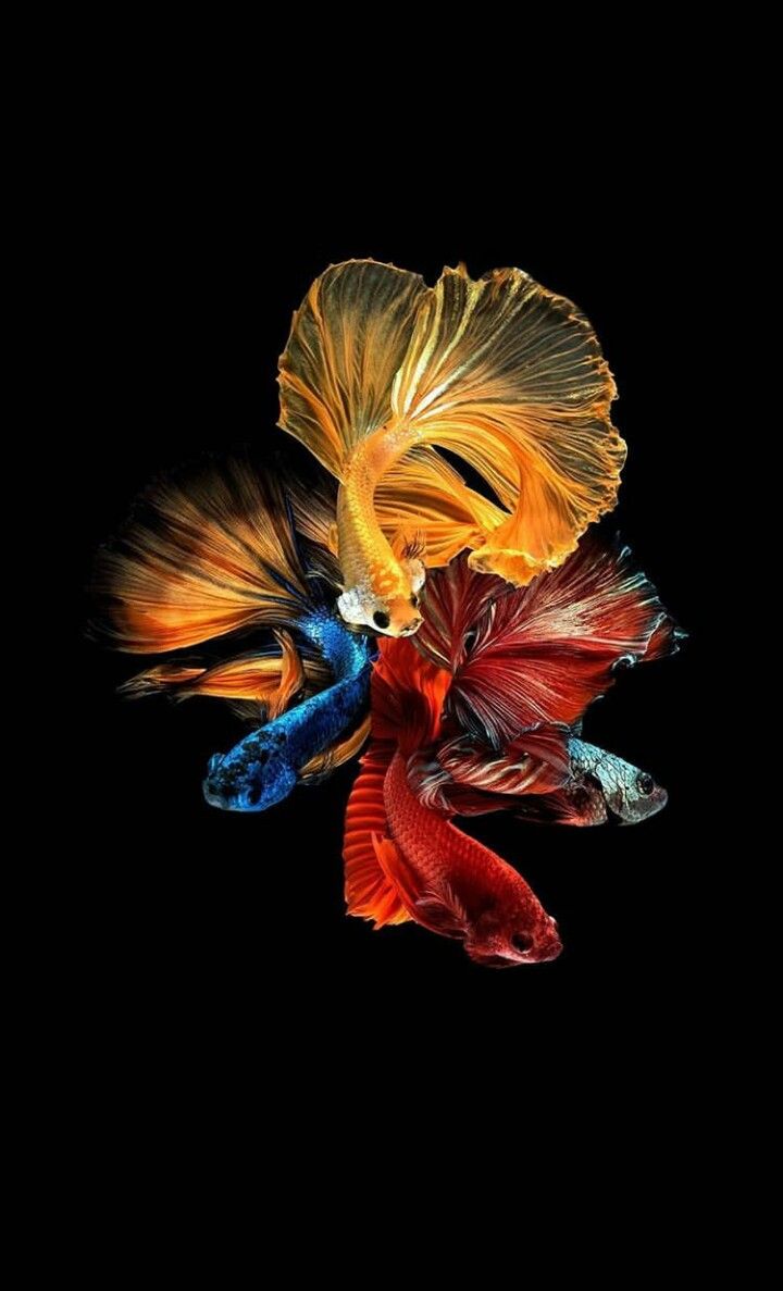 Detail Betta Fish Wallpaper Hd Nomer 38