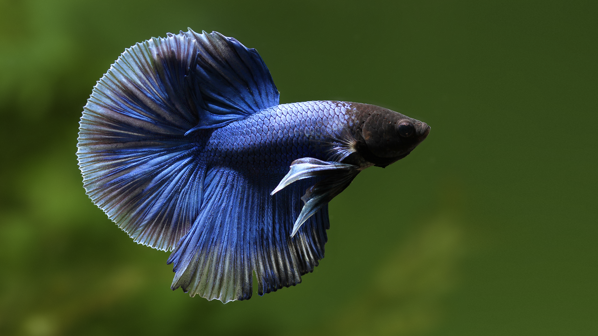 Detail Betta Fish Wallpaper Hd Nomer 40