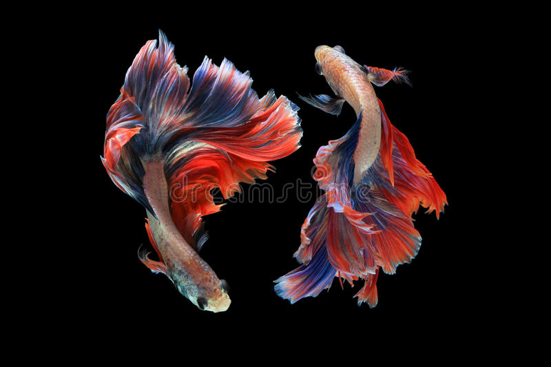 Detail Betta Fish Wallpaper Hd Nomer 42