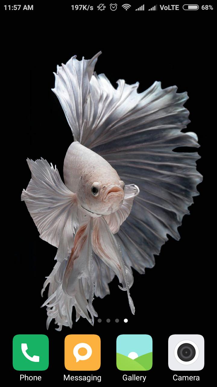 Detail Betta Fish Wallpaper Hd Nomer 43