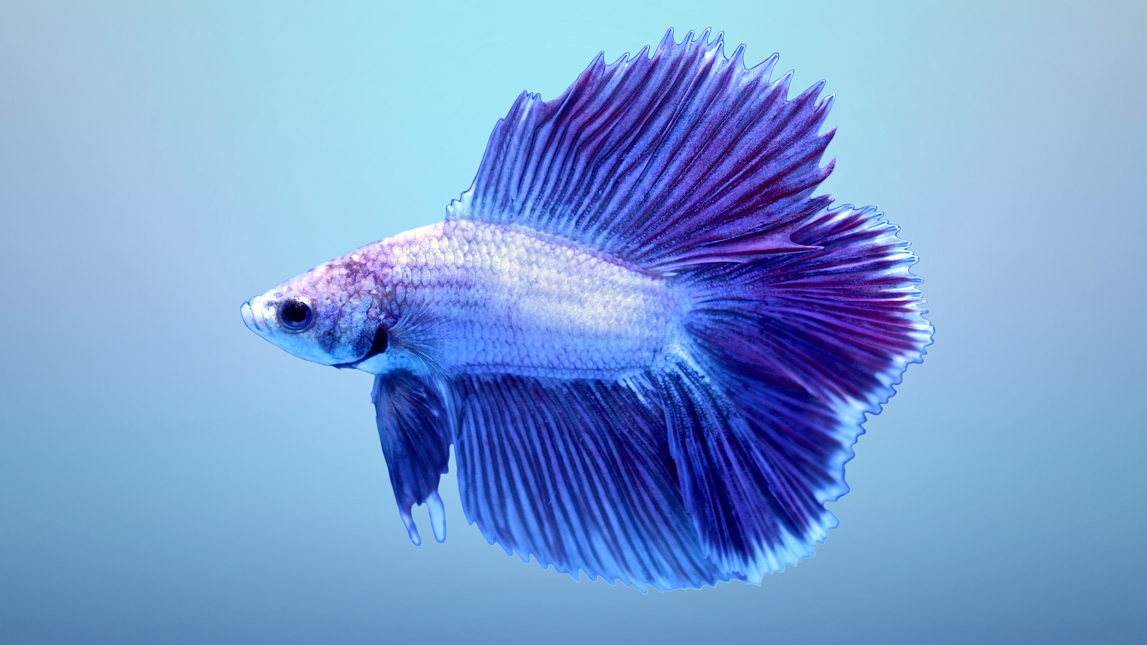 Detail Betta Fish Wallpaper Hd Nomer 47