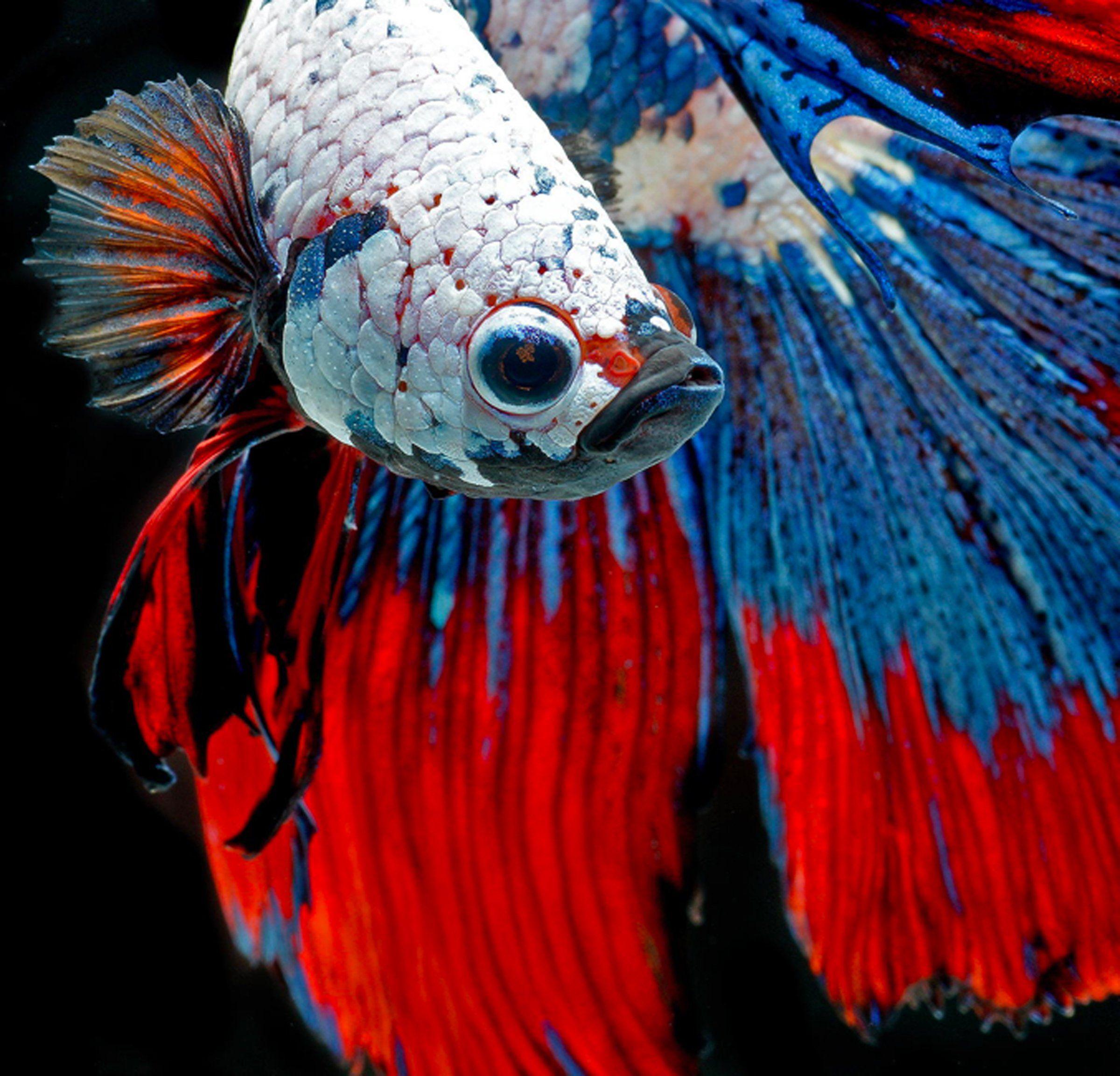 Detail Betta Fish Wallpaper Hd Nomer 10