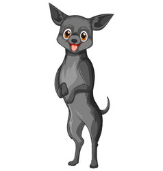 Detail Chihuahua Kurzhaar Nomer 11
