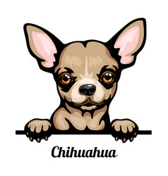 Detail Chihuahua Kurzhaar Nomer 16