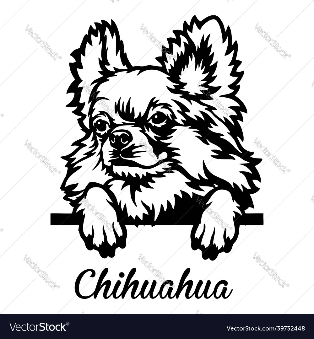 Detail Chihuahua Kurzhaar Nomer 3