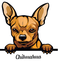 Detail Chihuahua Kurzhaar Nomer 4