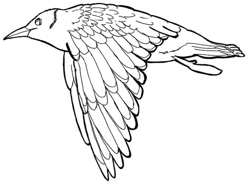 Detail Fliegender Vogel Malen Nomer 3