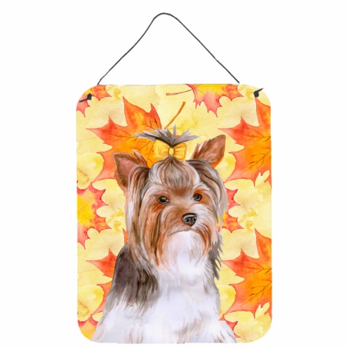 Detail Yorkshire Terrier 2 Jahre Nomer 15