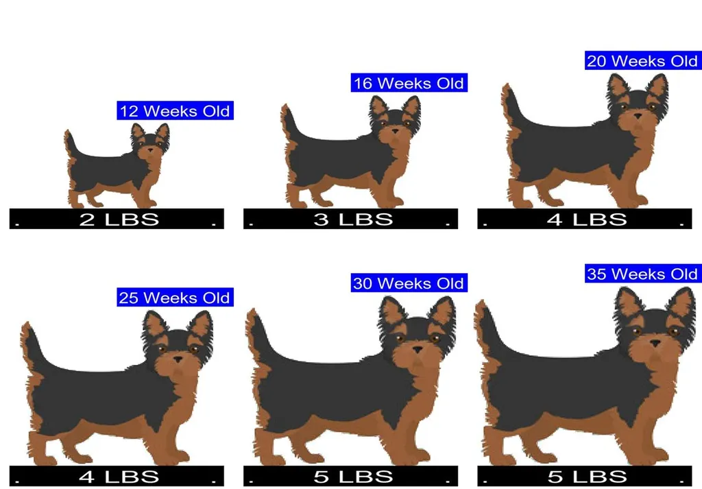 Detail Yorkshire Terrier 2 Jahre Nomer 25