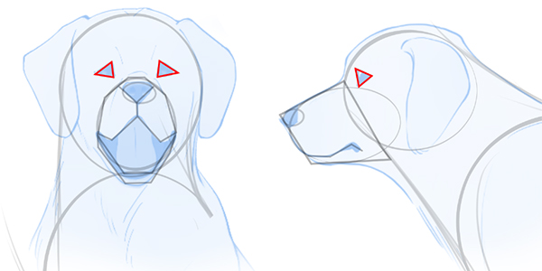 Detail Gesicht Hund Zeichnen Nomer 7