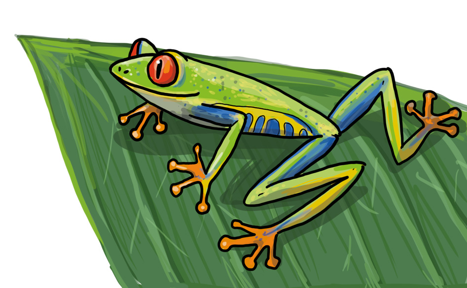 Detail Frosch Zeichnen Einfach Nomer 5