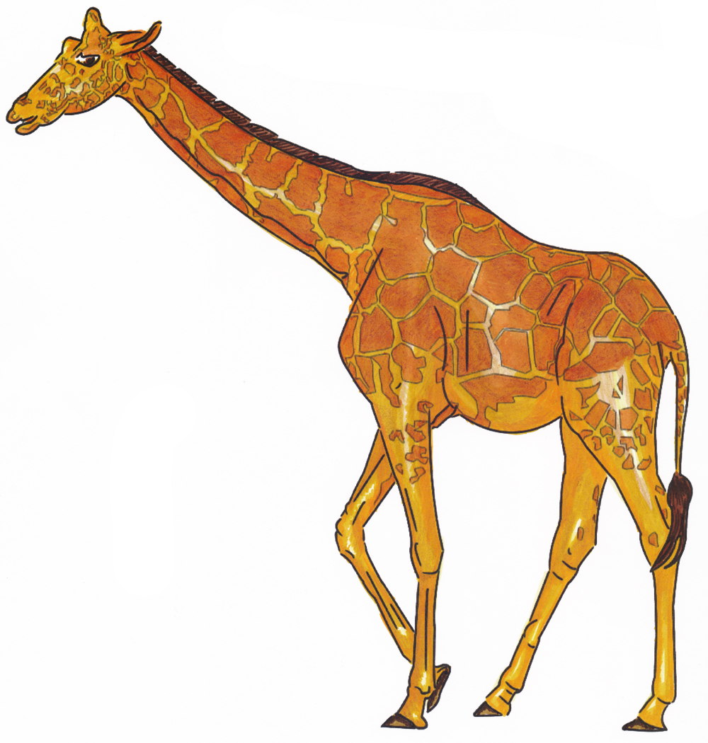 Detail Giraffe Zeichnen Kopf Nomer 4