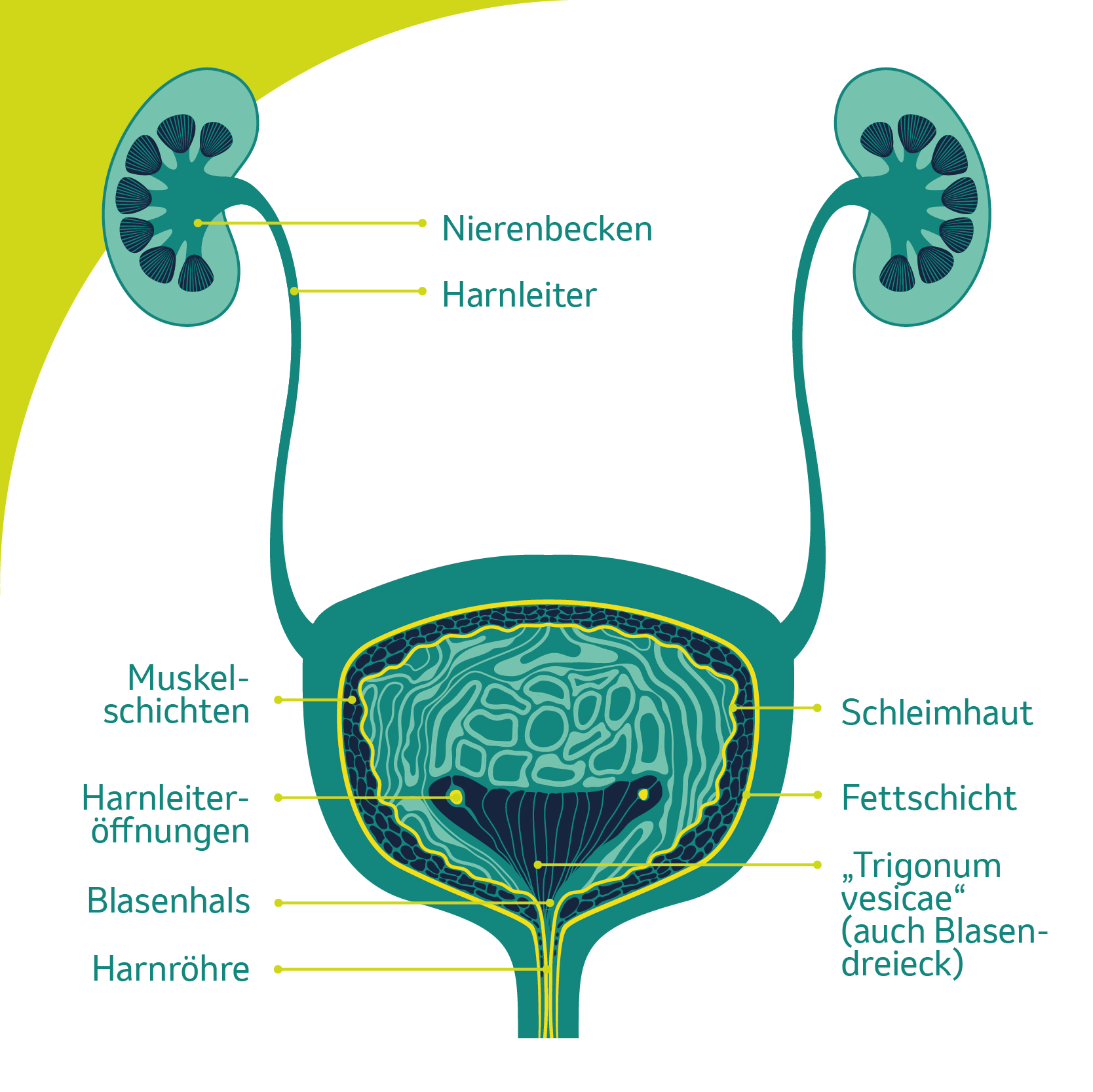 Detail Lymphknoten Am Kopf Nomer 22