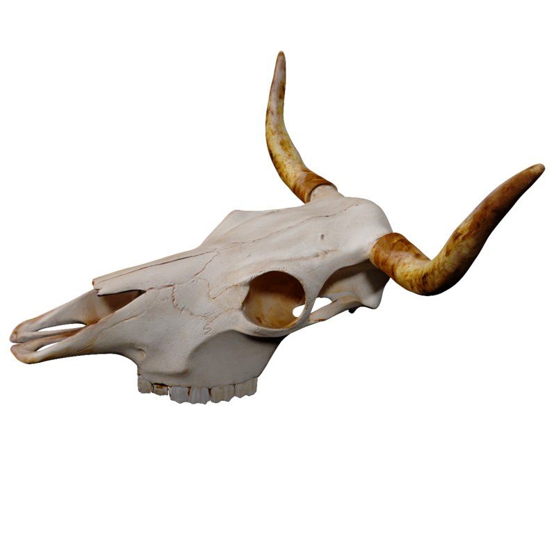 Detail Animal Skull 3d Nomer 10