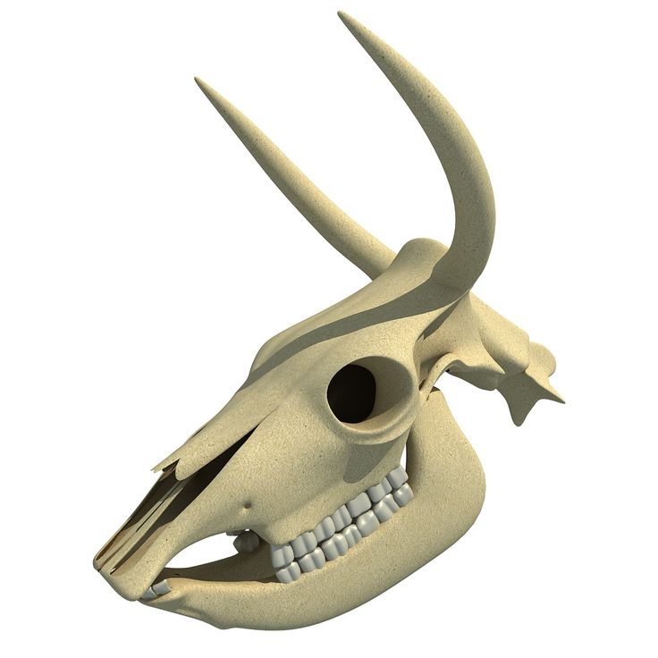 Detail Animal Skull 3d Nomer 12