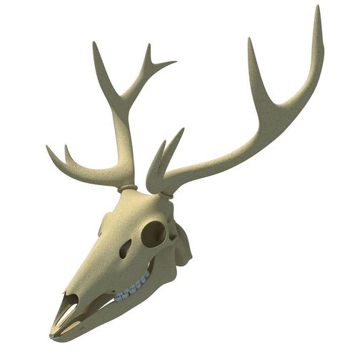 Detail Animal Skull 3d Nomer 4