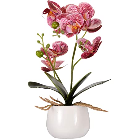 Detail Bilder Blumen Orchideen Nomer 21