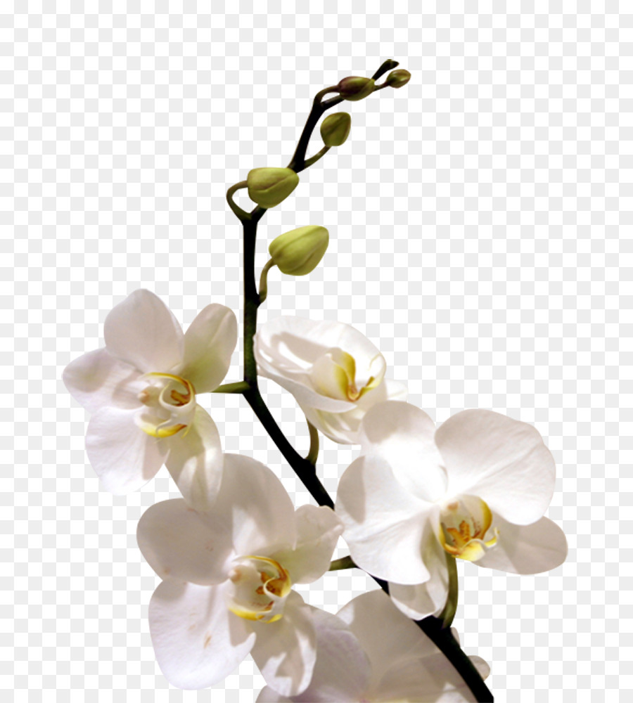 Detail Bilder Blumen Orchideen Nomer 28