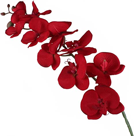 Detail Bilder Blumen Orchideen Nomer 9