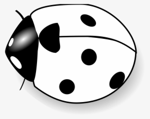 Detail Black White Ladybug Nomer 6