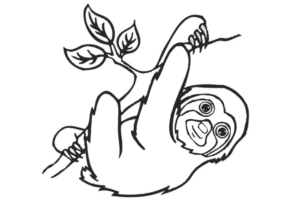 Detail Ausmalbild Faultier Nomer 5