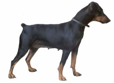 Detail Grauer Dobermann Nomer 16