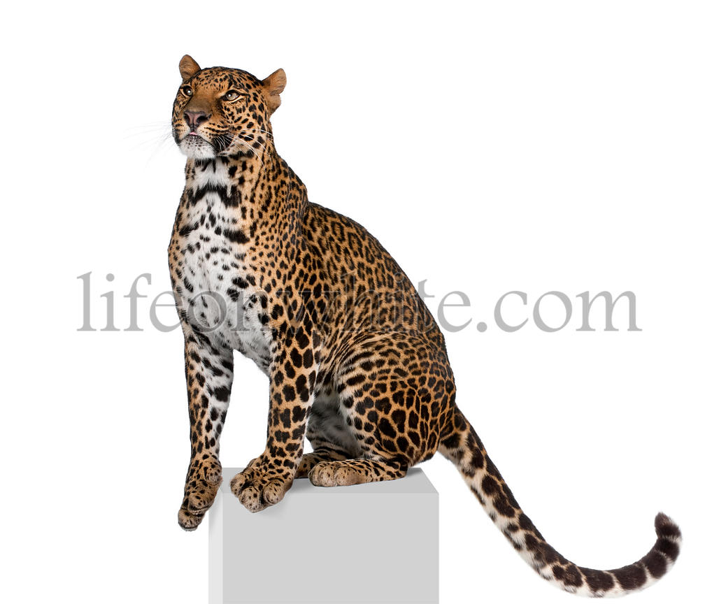 Detail Leopard Hintergrund Nomer 11