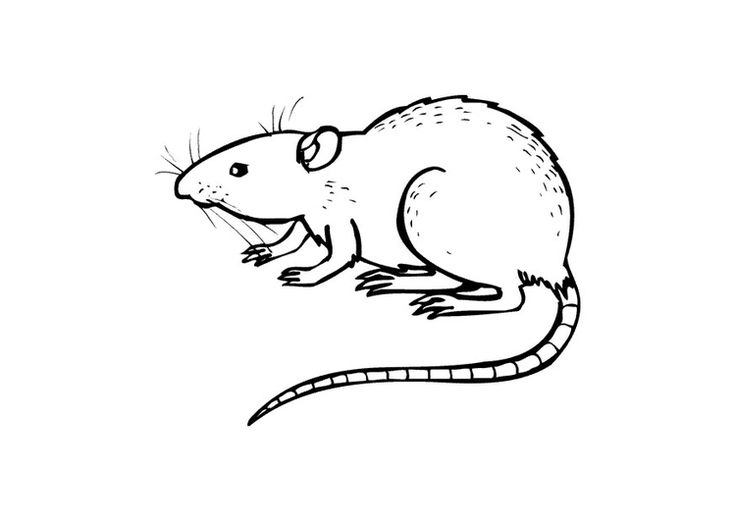 Detail Ausmalbild Ratte Nomer 3
