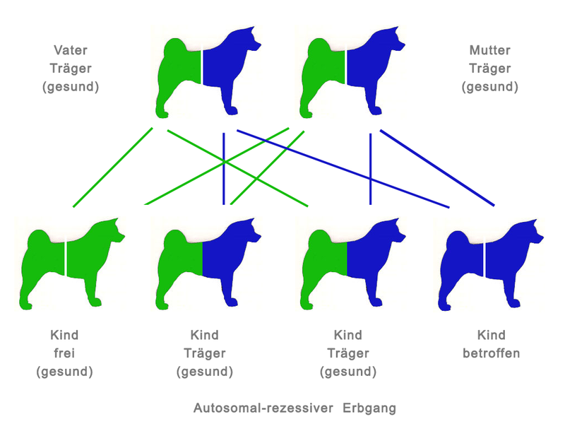 Detail Shiba Inu Haaren Nomer 15