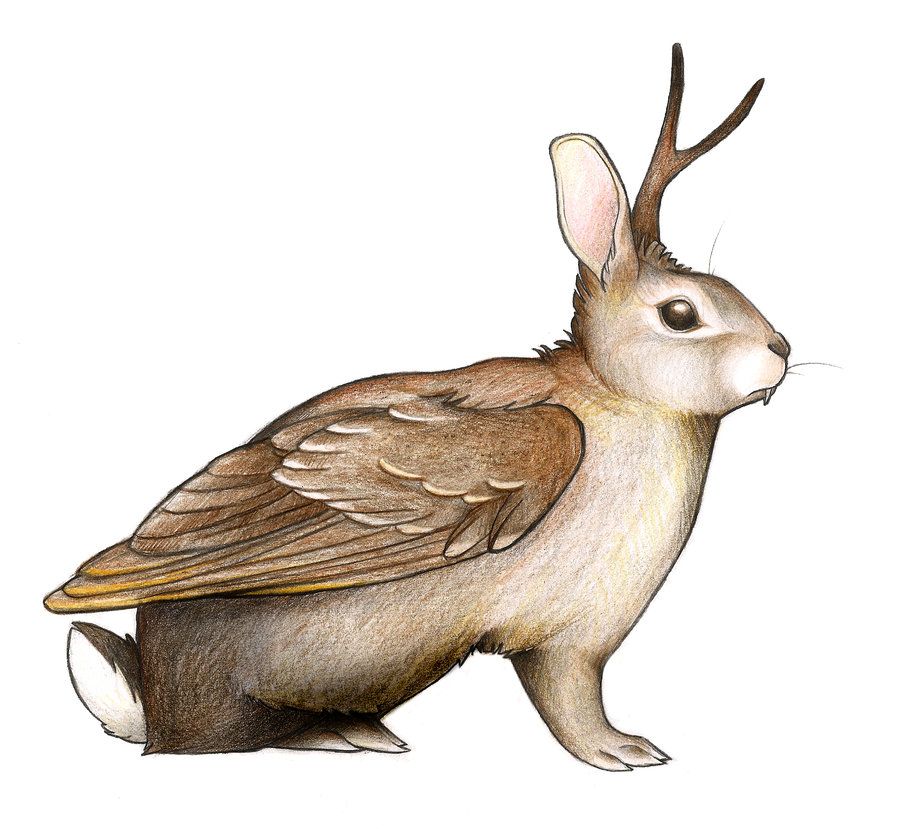 Detail Wolpertinger Drawing Nomer 11