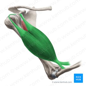 Detail Zeigefinger Anatomie Nomer 14