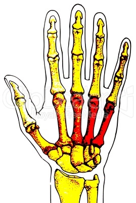 Detail Zeigefinger Anatomie Nomer 18