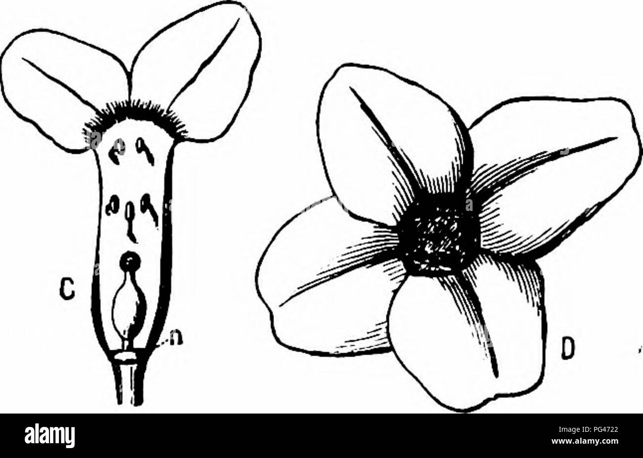 Detail Alpenblumen Bilder Nomer 23