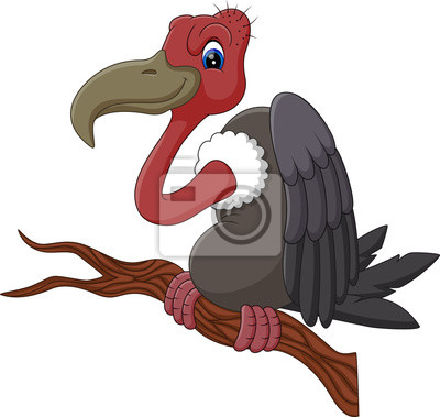 Detail Geier Vogel Nomer 16