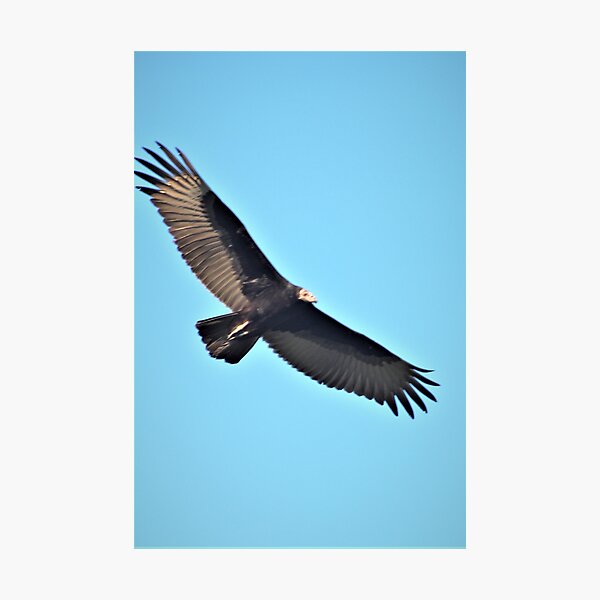 Detail Geier Vogel Nomer 20