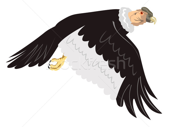 Detail Geier Vogel Nomer 23