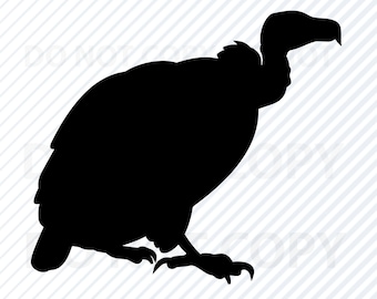 Detail Geier Vogel Nomer 6