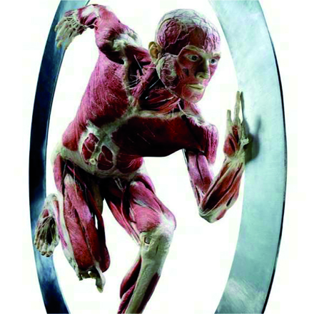 Detail Meridiani Miofasciali Nomer 4