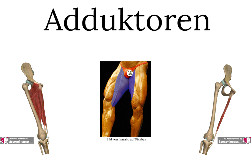 Detail Muskeln Gesicht Anatomie Nomer 26