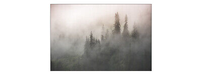 Detail Wald Nebel Nomer 13