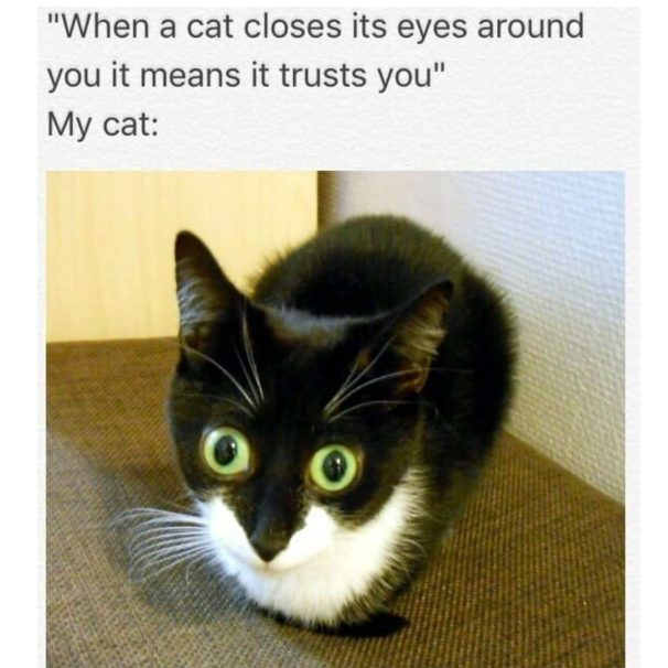 Detail A Cat Meme Nomer 22