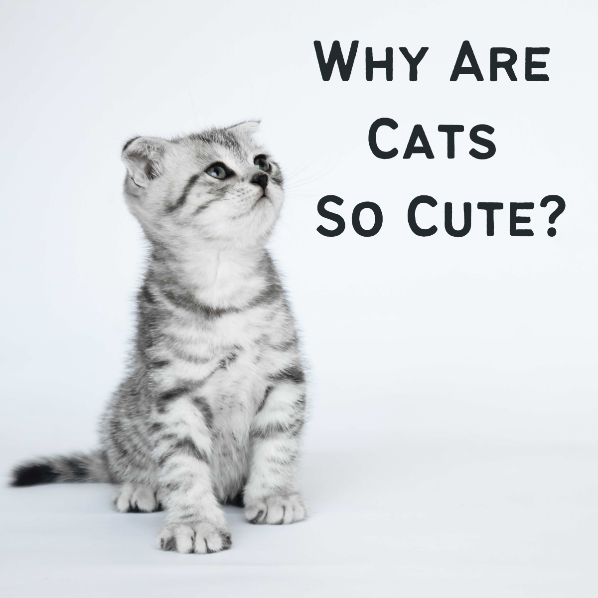 Detail A Cute Cat Nomer 7